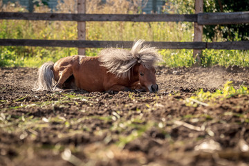 Red pony walking in the sunset