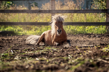 Red pony walking in the sunset