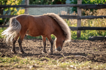 Red pony walking in the sunset