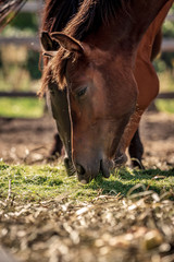 Fototapeta premium Beautiful horses eating grass in the setting sun