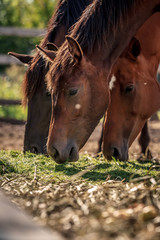 Fototapeta premium Beautiful horses eating grass in the setting sun