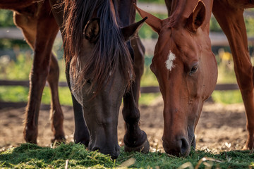 Beautiful horses eating grass in the setting sun