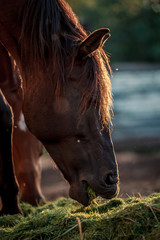 Beautiful horses eating grass in the setting sun