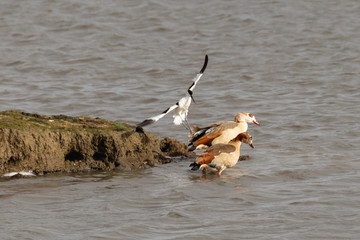 An avocet hunts two Nile geese into flight.
