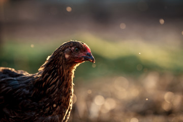 A young chicken enjoys the summer sun