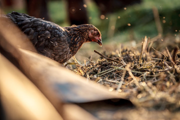 A young chicken enjoys the summer sun