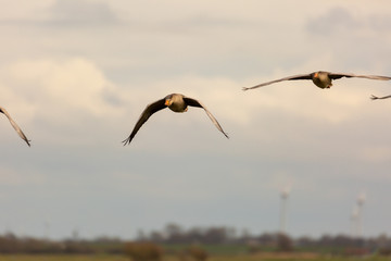 Geese on the flight to the night quarter.