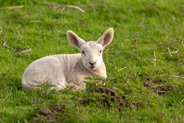 Fototapeta premium A lamb looks lying on the floor in the camera.