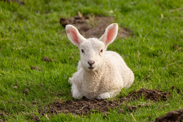 Naklejka na ściany i meble The lamb, lying on the grass, looks directly into the camera.