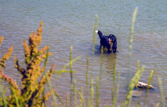 bernese mountain dog playing in water, dog in nature