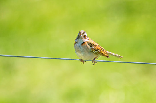 Rufous Collared Sparrow