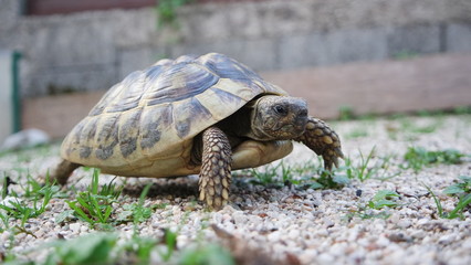Cute domestic pet turtle in the open air