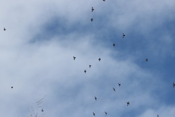 flock of birds flying in blue sky