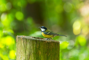 The Great Tit - British Bird