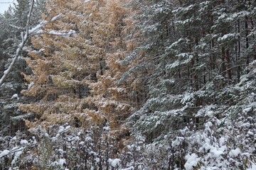 autumn forest in the snow