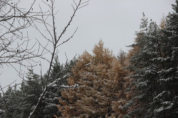 autumn trees in the snow