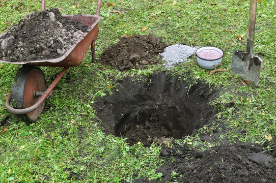 landing pit ready for planting fruit tree sapling, black earth,wheelbarrow,shovel,manure,fertilizer,ash