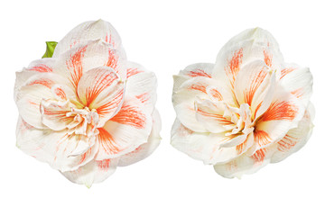 Two amaryllis flowers isolated on white background
