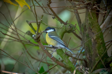 The Great Tit - British Bird