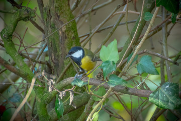 The Great Tit - British Bird