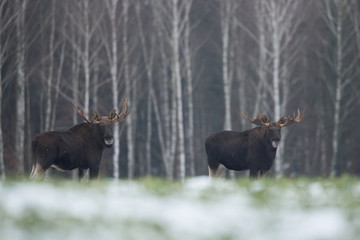 Mammal - bull moose (Alces)