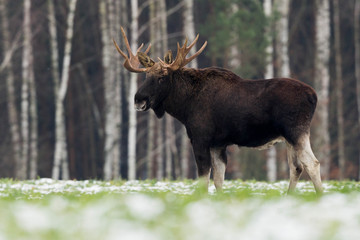 Mammal - bull moose (Alces)