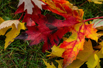 Graceful green, yellow and red leaves of Acer saccharinum on the green grass. Nature concept for design