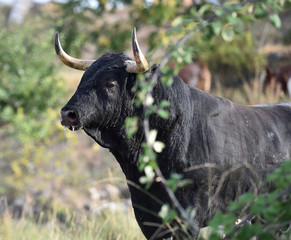 toro negro español