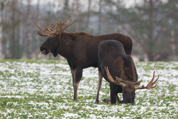 Mammal - bull moose (Alces)