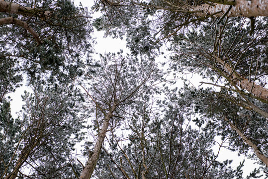 Fototapeta first snow fell in the pine forest