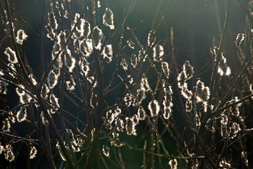 willow branches with down in a sunlight