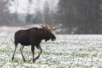 Mammal - bull moose (Alces)