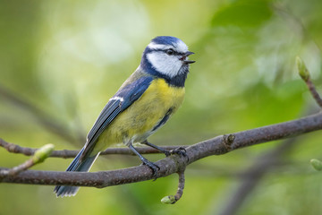 Blue tit on branch