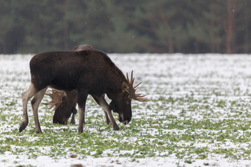 Mammal - bull moose (Alces)