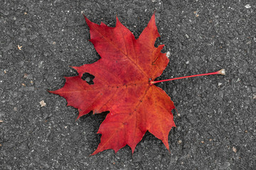 Rotes Ahornblatt auf der Straße