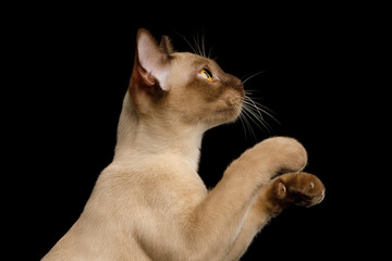 Cute Portrait of Brown Burma Cat in Profile view, Raising up soft paws isolated on black background