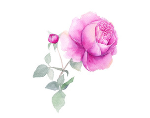 watercolor hand drawn pink rose flower on white background
