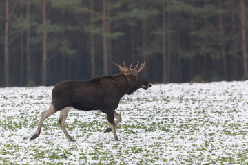 Mammal - bull moose (Alces)