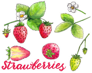 Hand drawn watercolor sketh with different strawberries, branch, flowers and leaves on white background