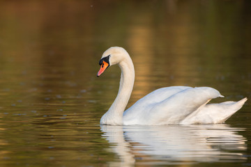 Sleeping Swan