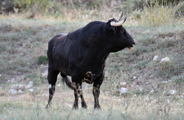 toro negro español