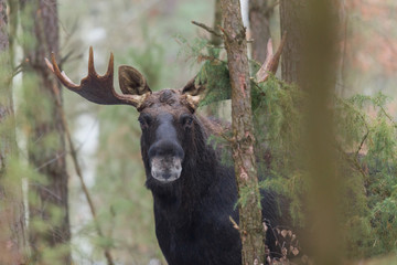 Mammal - bull moose (Alces)
