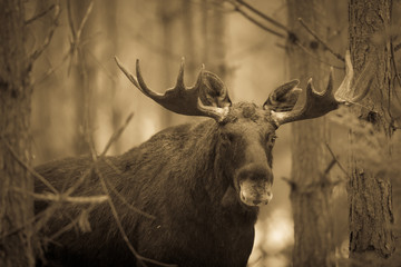 Mammal - bull moose (Alces)
