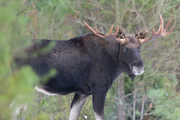Mammal - bull moose (Alces)