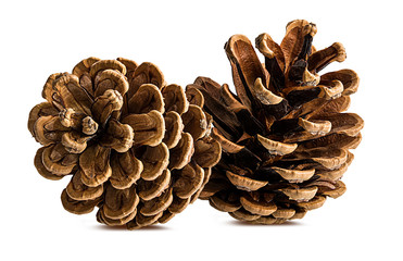 Brown pine cone on white background with clipping pass