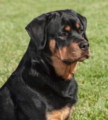 closeup of a beautiful female rottweiler head on a blurred grassy lawn background