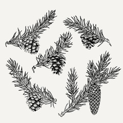 Vintage pine cone and branches element. Hand drawn winter botanical illustration for holiday decor.