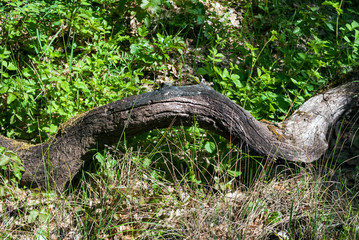 a fallen tree that had been burned in a wildfire on the table rock plateau in southern oregon