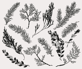 Botanical illustration of winter plants in vintage style. Hand drawn collection of decoration element for cards, poster, invitation, prints.