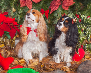 two beautiful cavalier king charles spaniels posed under a christmas tree with holly, poinsettias and toys